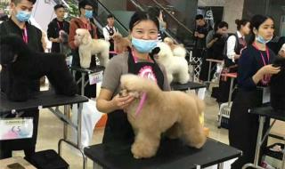 广州宠物美容师培训 广州宠物训犬师培训学校哪家好
